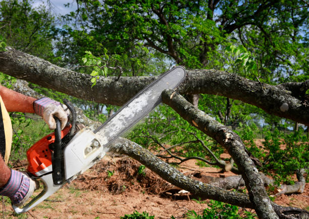 Best Tree and Shrub Care  in Franconia, VA